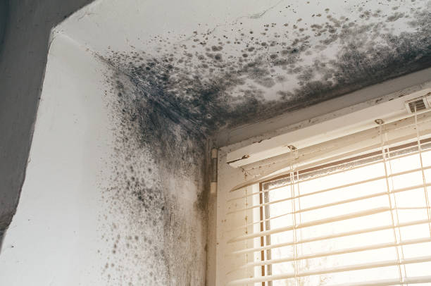 Affordable Commercial Mold Remediation solutions in Barton, MD